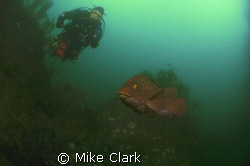 Diver Ballan wrasse Enclounter. Nik d70 10.5mm lens, 2x s... by Mike Clark 